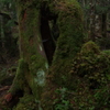 Mugikusa, Yatsugatake 2