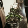 coffee shop2
