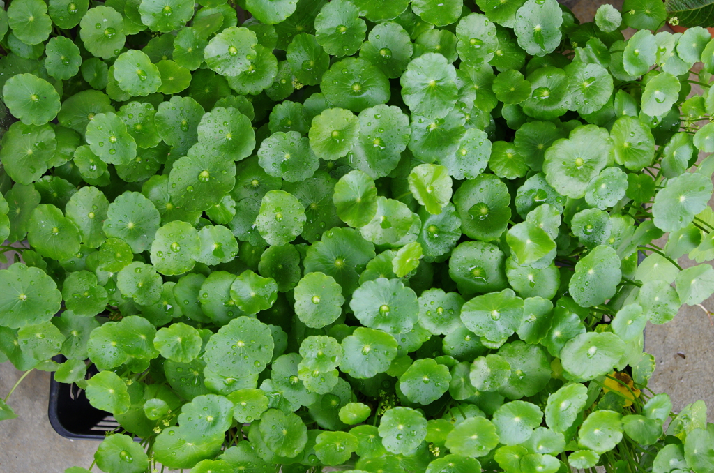 green and green