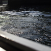 osaka snap 11