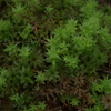 Mugikusa, Yatsugatake 3