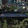 wasted flower