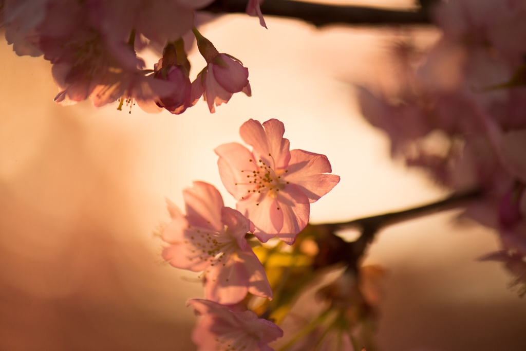 透き通る桜