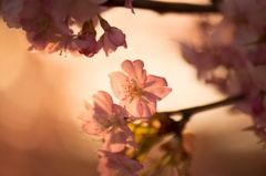 透き通る桜