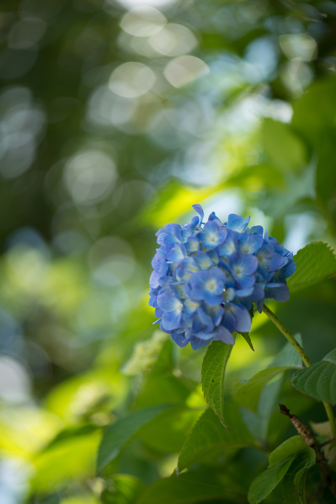 木陰に咲く