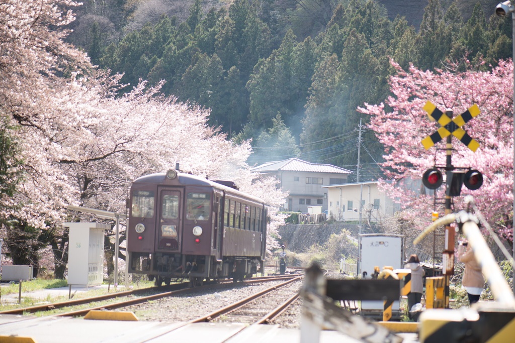 渡良瀬の春