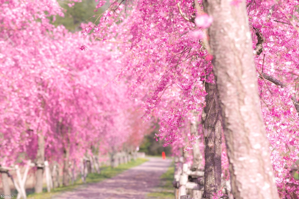 桜回廊