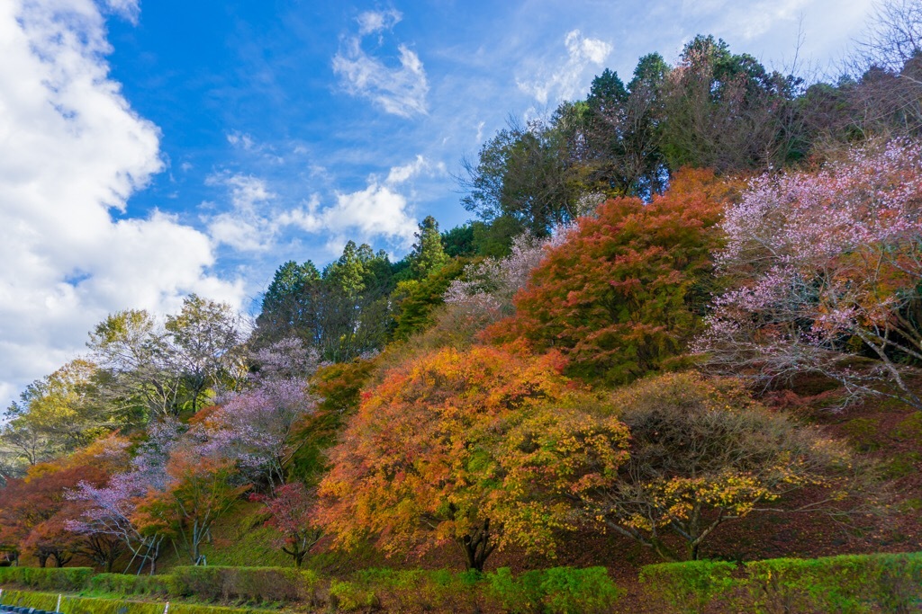 小原ふれあい公園