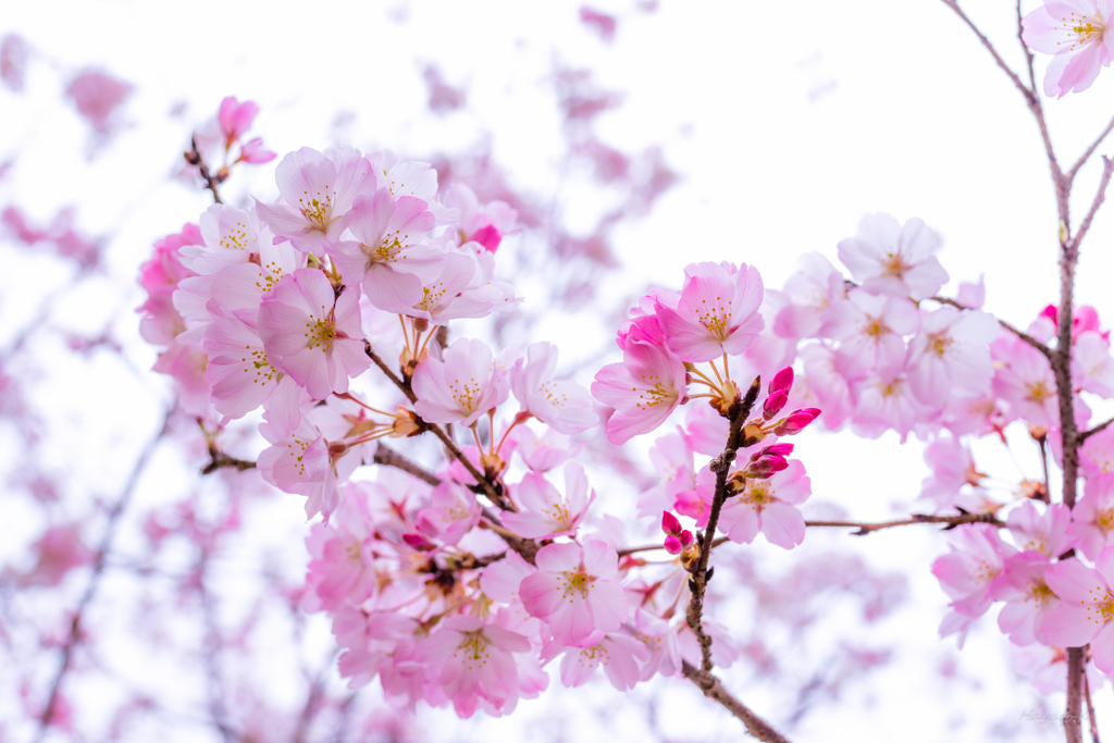 Beautiful cherry blossoms