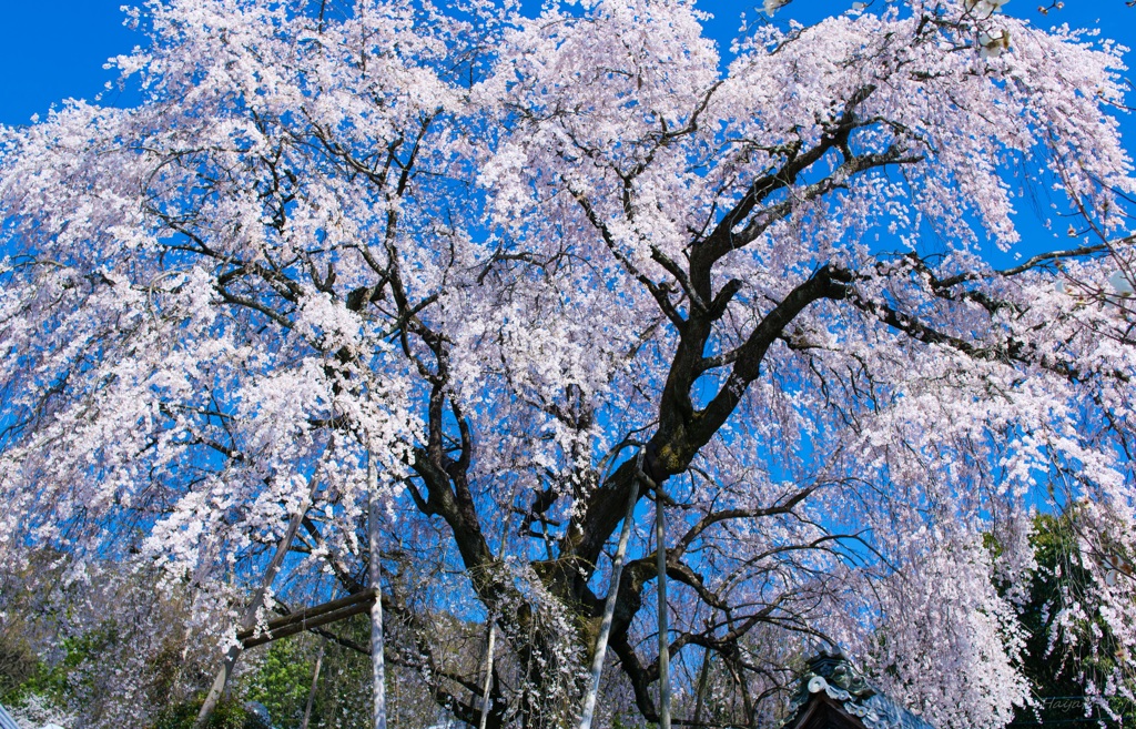 鮮やかなしだれ桜
