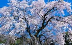 鮮やかなしだれ桜
