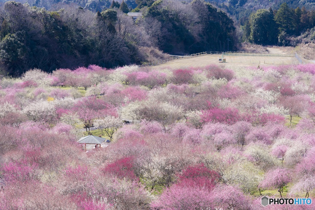 まるで梅の絨毯