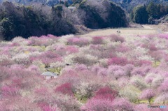 まるで梅の絨毯