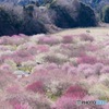 まるで梅の絨毯