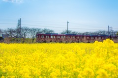菜の花列車
