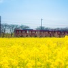 菜の花列車