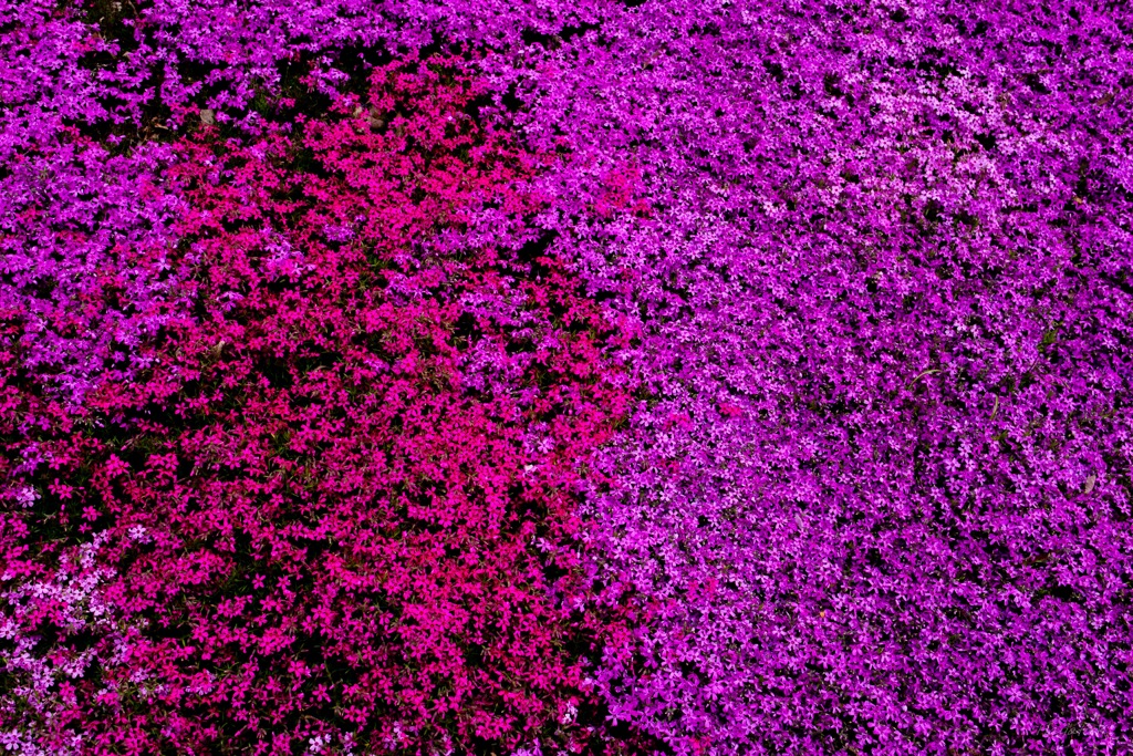 彩