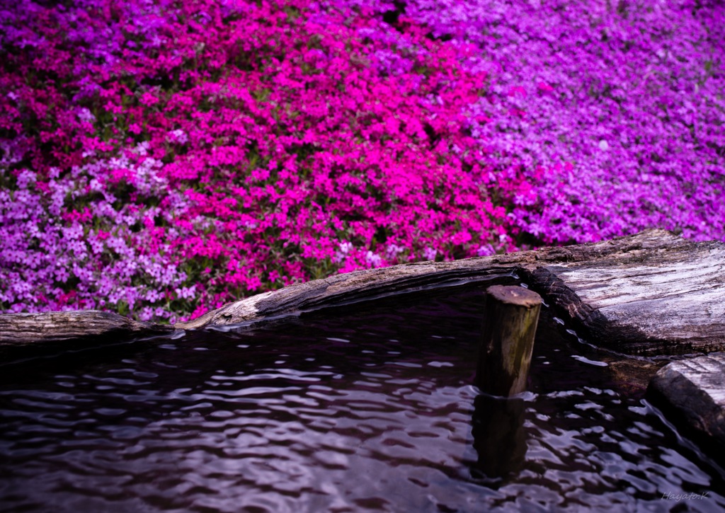 清らかなる芝桜