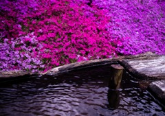 清らかなる芝桜
