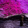 清らかなる芝桜