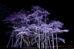 神宿りし桜