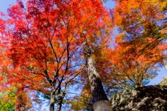 燃えるような真っ赤な紅葉