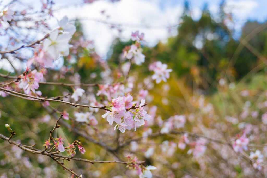 四季桜