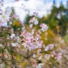 四季桜