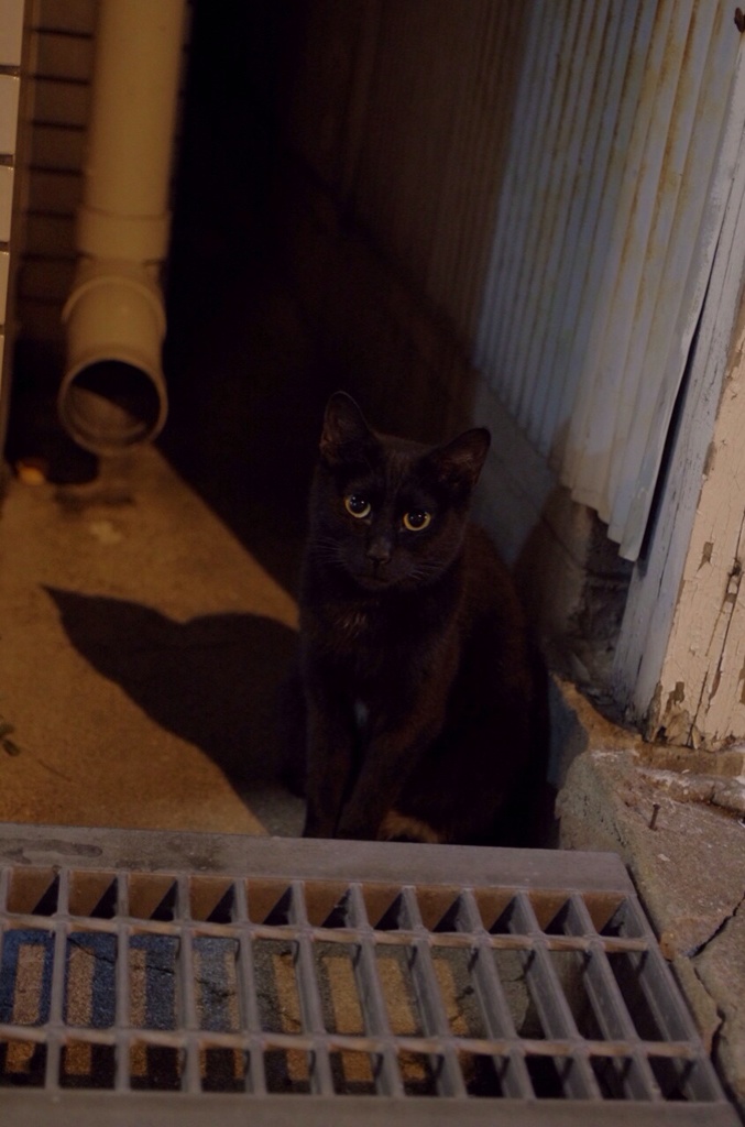 真夜中の黒猫