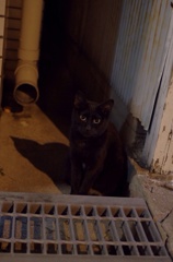 真夜中の黒猫
