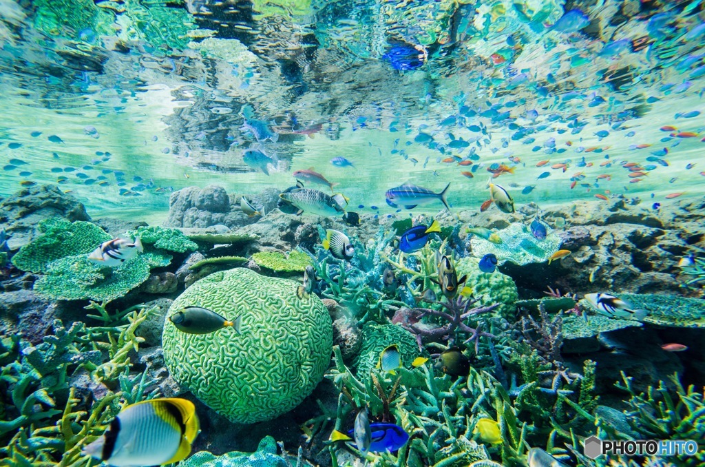 魚たちの楽園