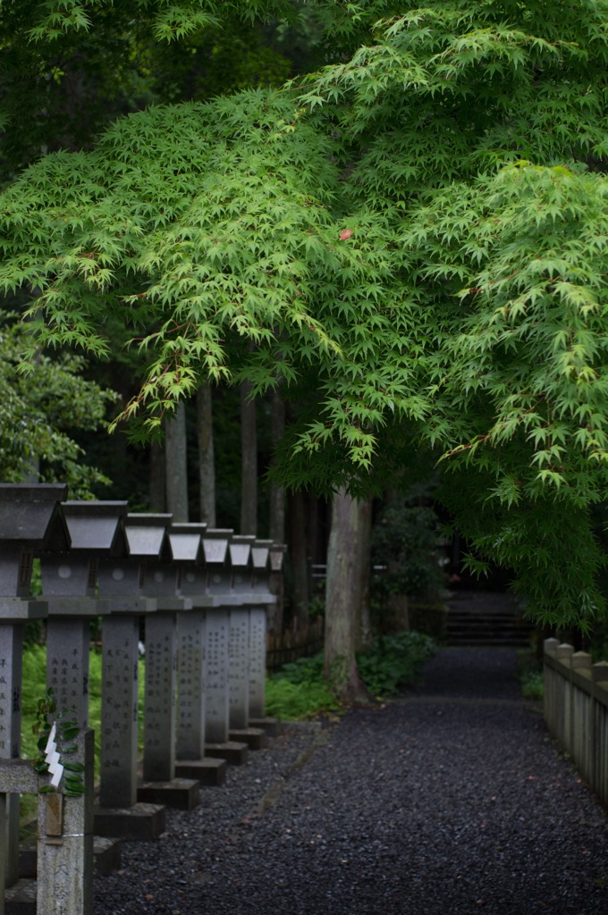 松平東照宮のモミジ