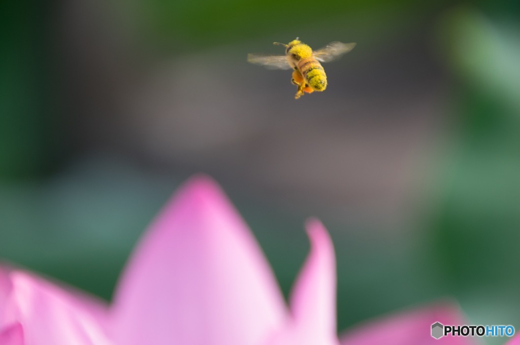 あの花めがけて