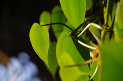 gleaming leaf