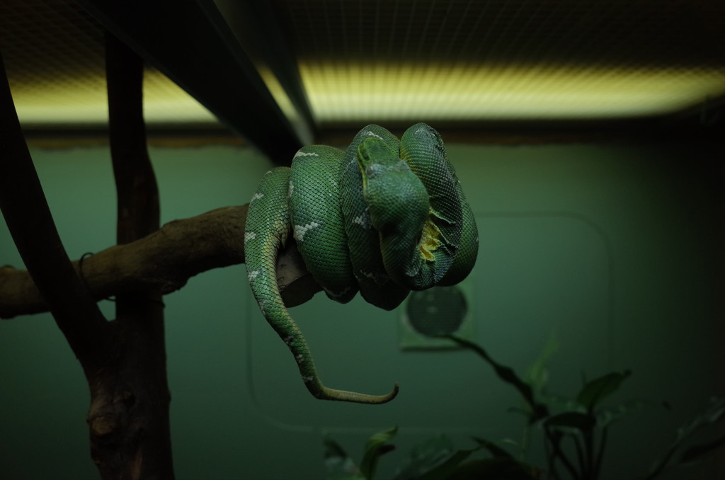 snake