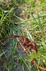 a crayfish