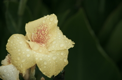 Flower in the rain