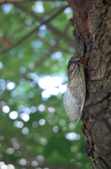 cicada