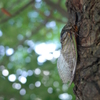cicada