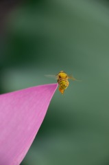 Maya, the honey bee