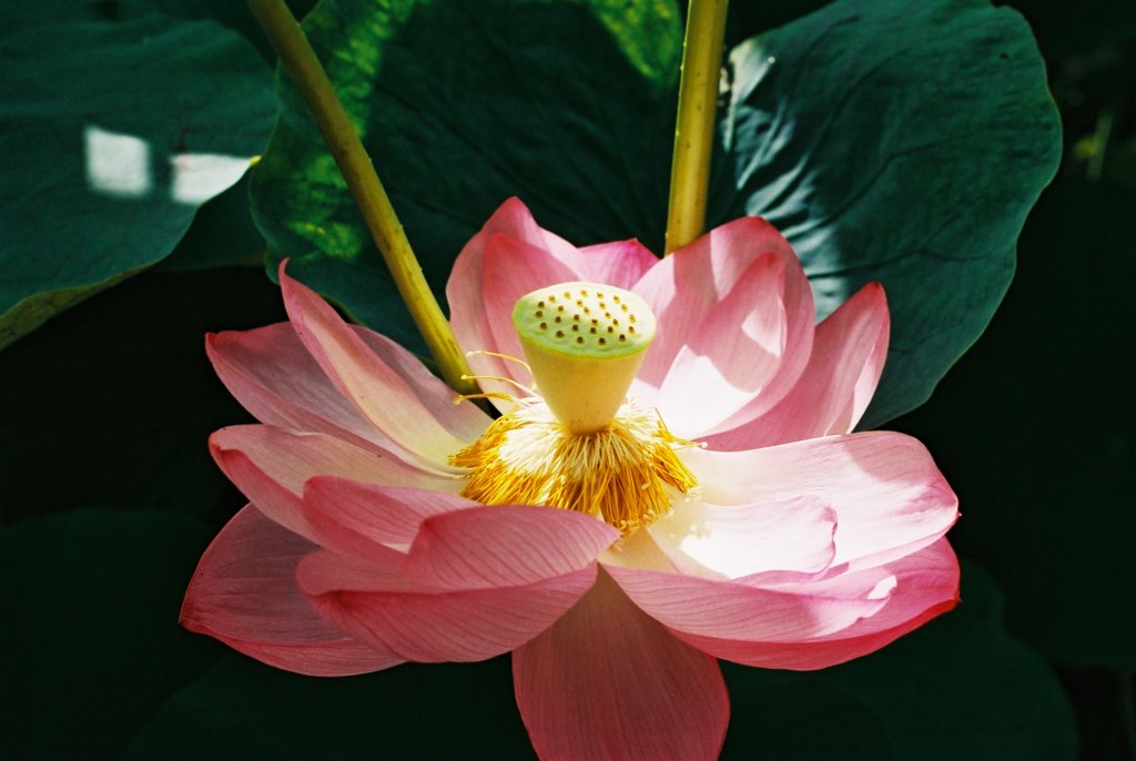 華に射す