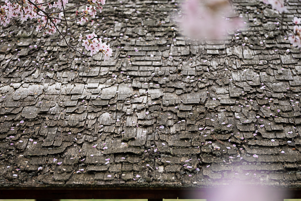 桜屋根