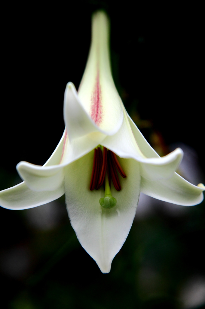 lily on dark