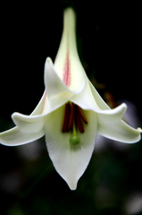 lily on dark