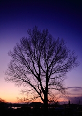 落陽の樹