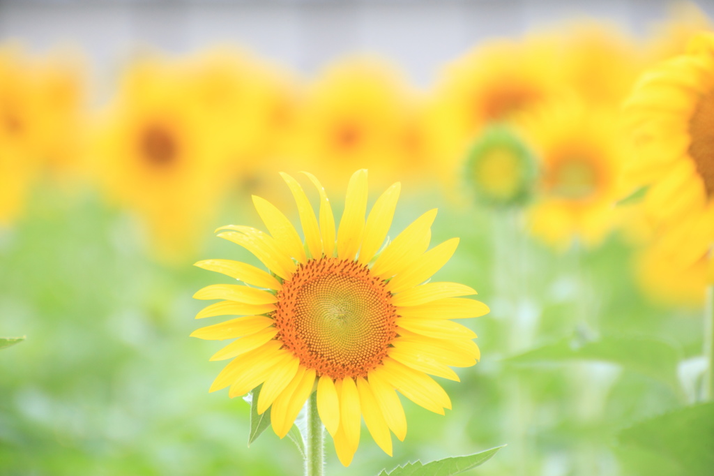 夏の花