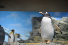 ペンギン）あ、飛べるかも。