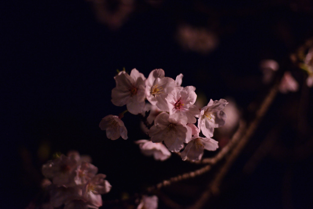 夜桜。