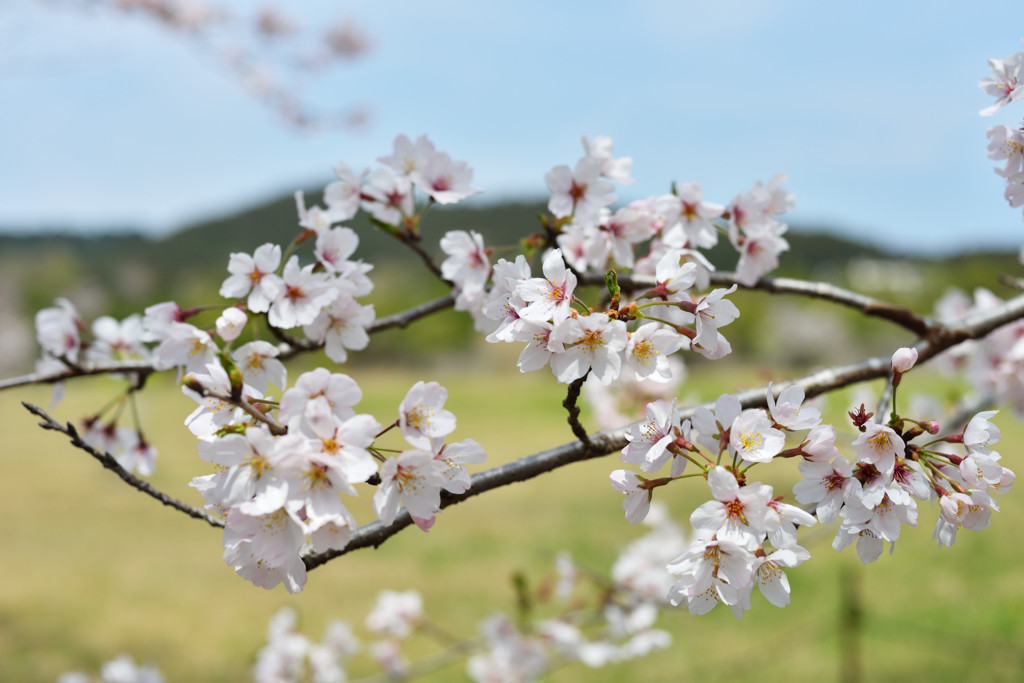 桜と山と。