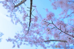 彩桜②